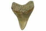 Fossil Megalodon Tooth - North Carolina #331633-2